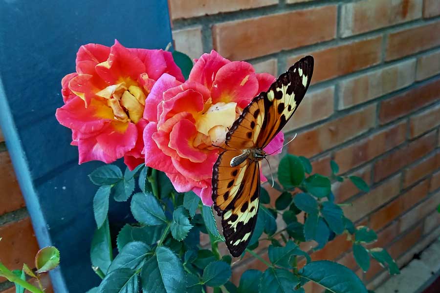Rose-Schmetterling