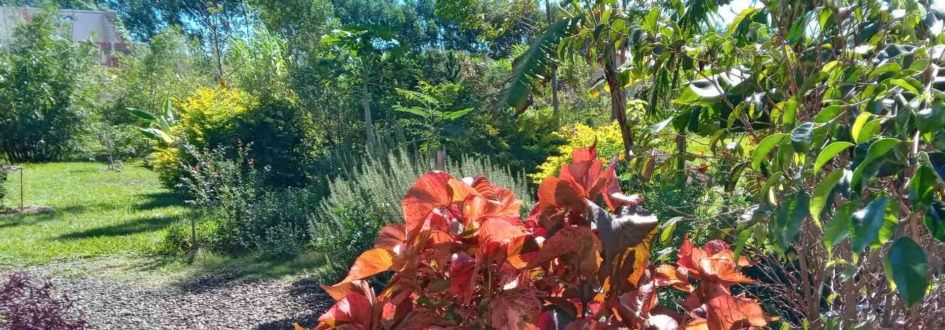 Schmuckblatt, rot Blick in Garten 900x315